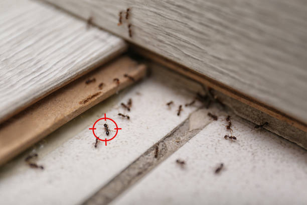 Pest Control for Restaurants in Oil City, PA