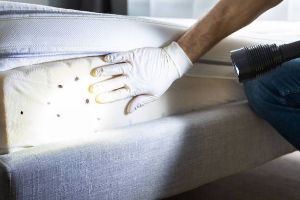 Best Insect Control  in Oil City, PA