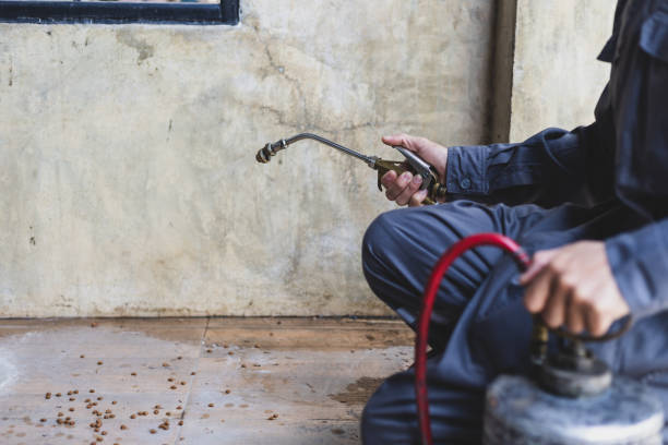 Best Flea Control Services  in Oil City, PA